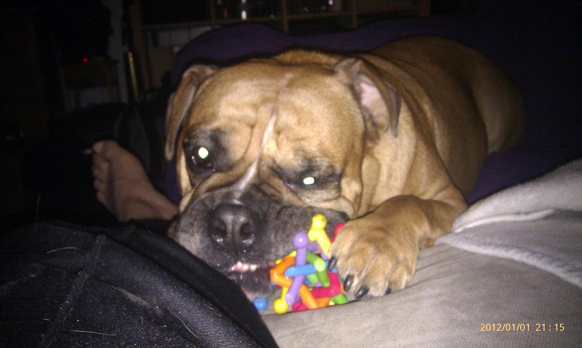 Olde english bulldogge Hummer (som bilen) billede 11