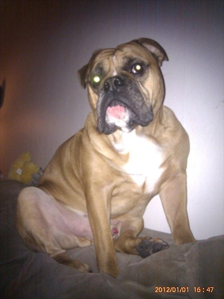 Olde english bulldogge Hummer (som bilen) billede 12