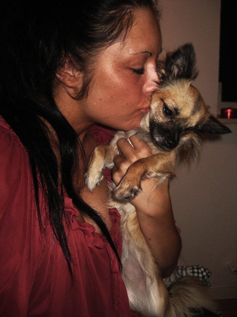 Chihuahua Chanel - 2012. billede 4