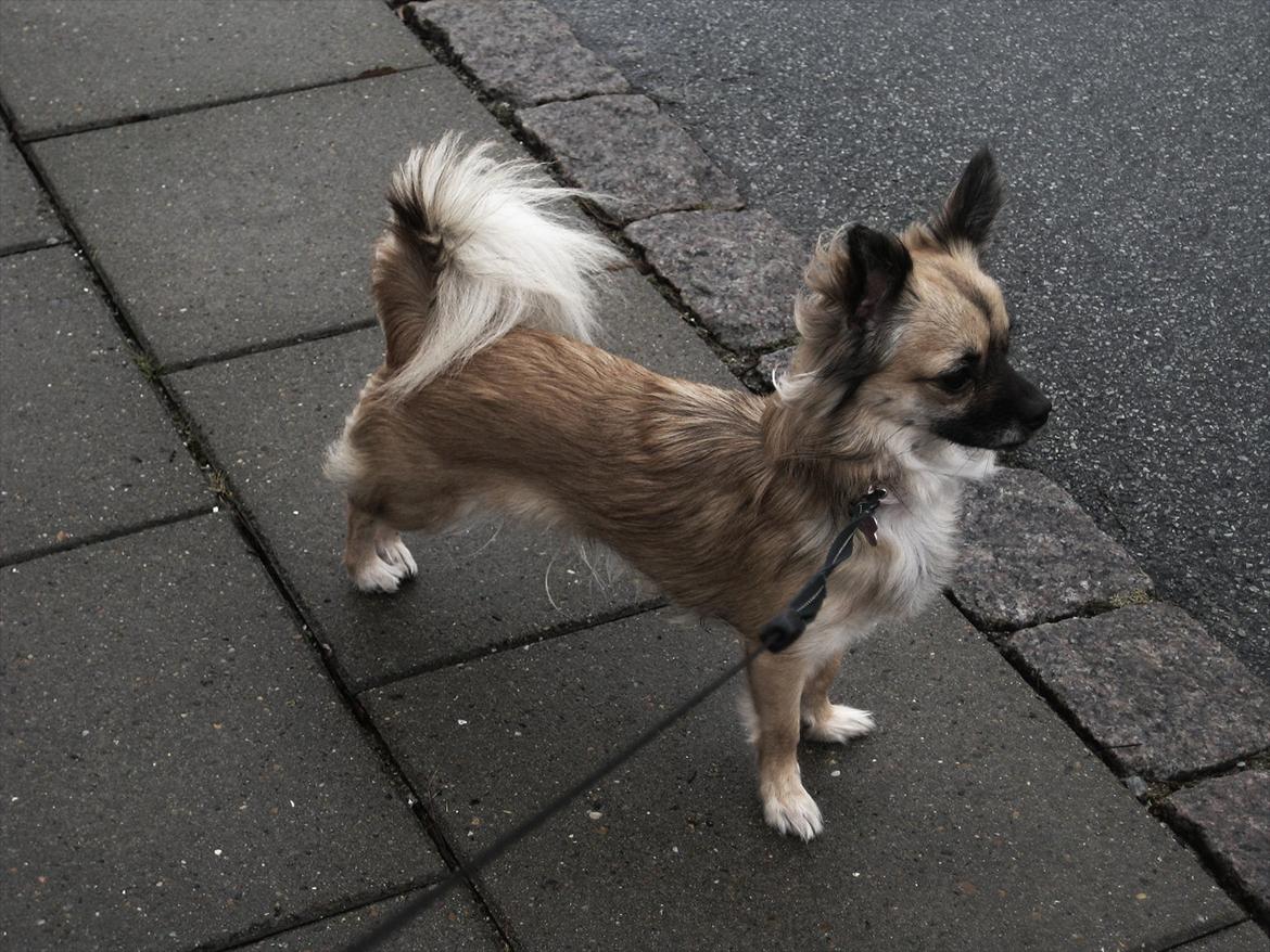 Chihuahua Chanel - 2012. billede 5