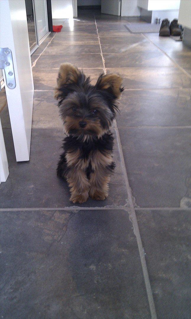 Yorkshire terrier Eddie billede 10