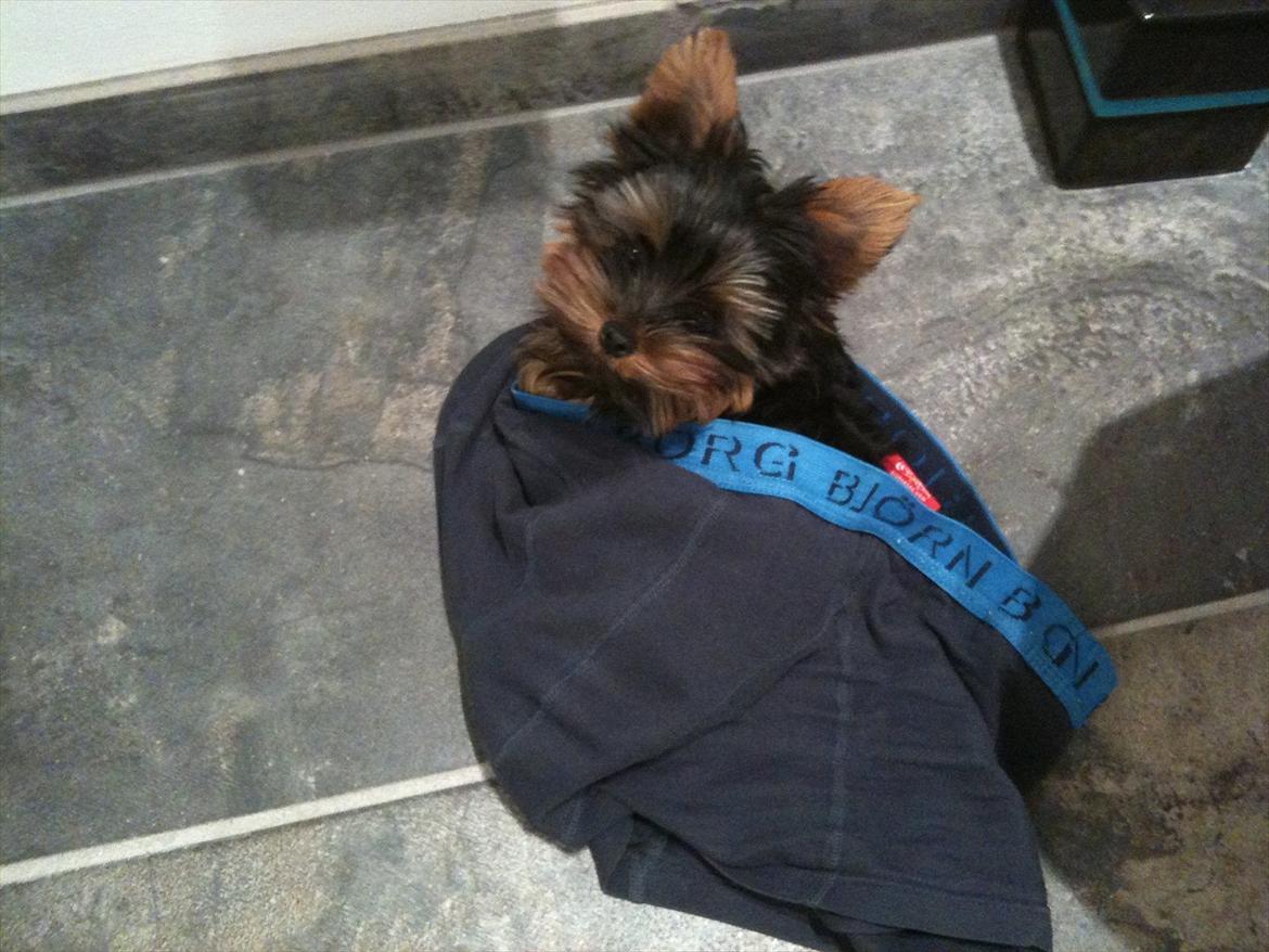 Yorkshire terrier Eddie billede 11