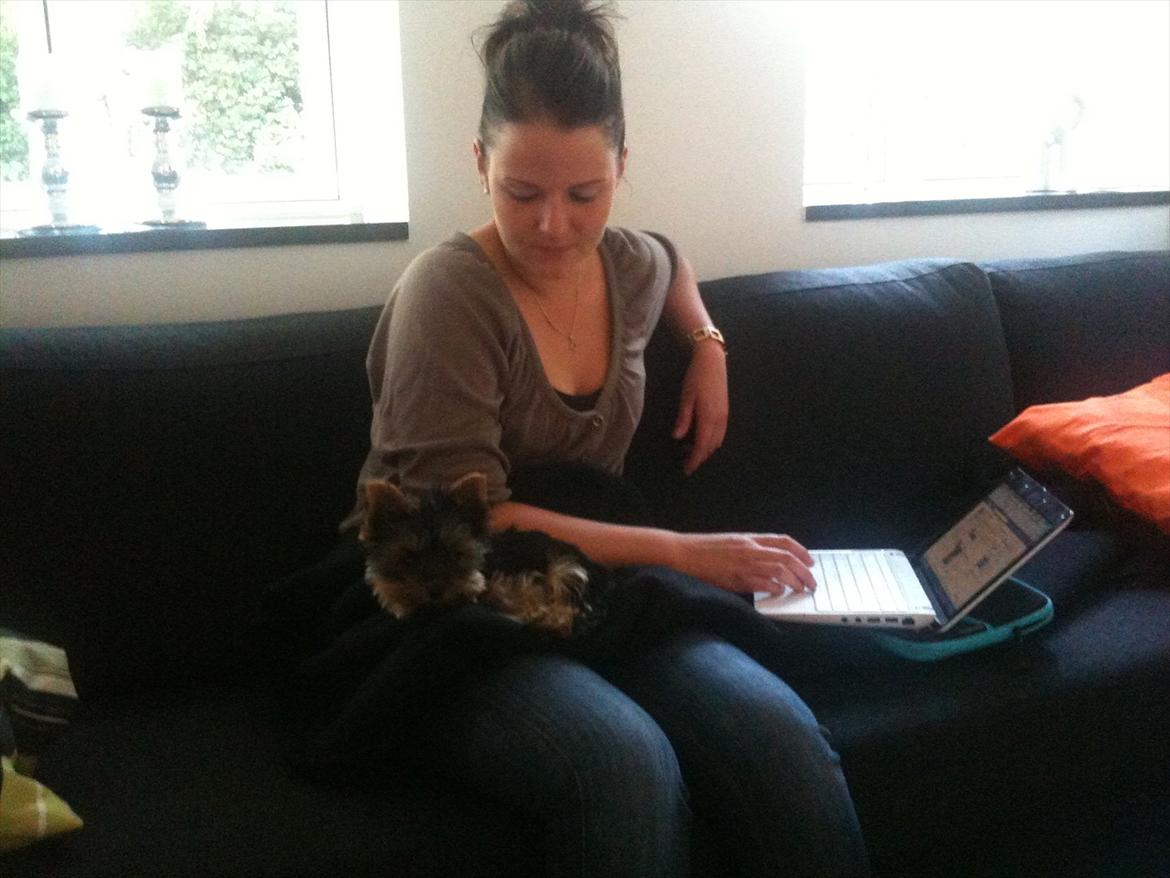 Yorkshire terrier Eddie billede 12