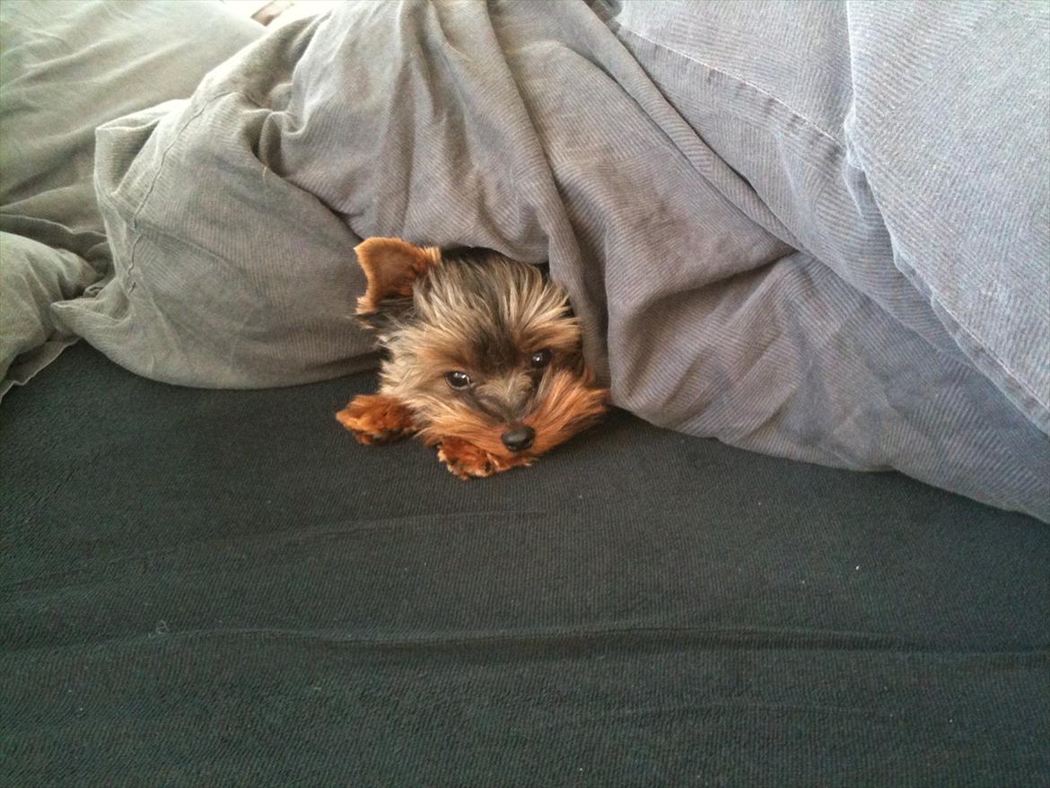 Yorkshire terrier Eddie billede 13