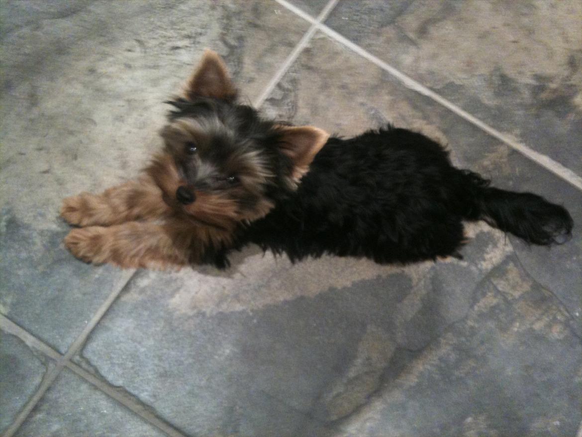 Yorkshire terrier Eddie billede 14
