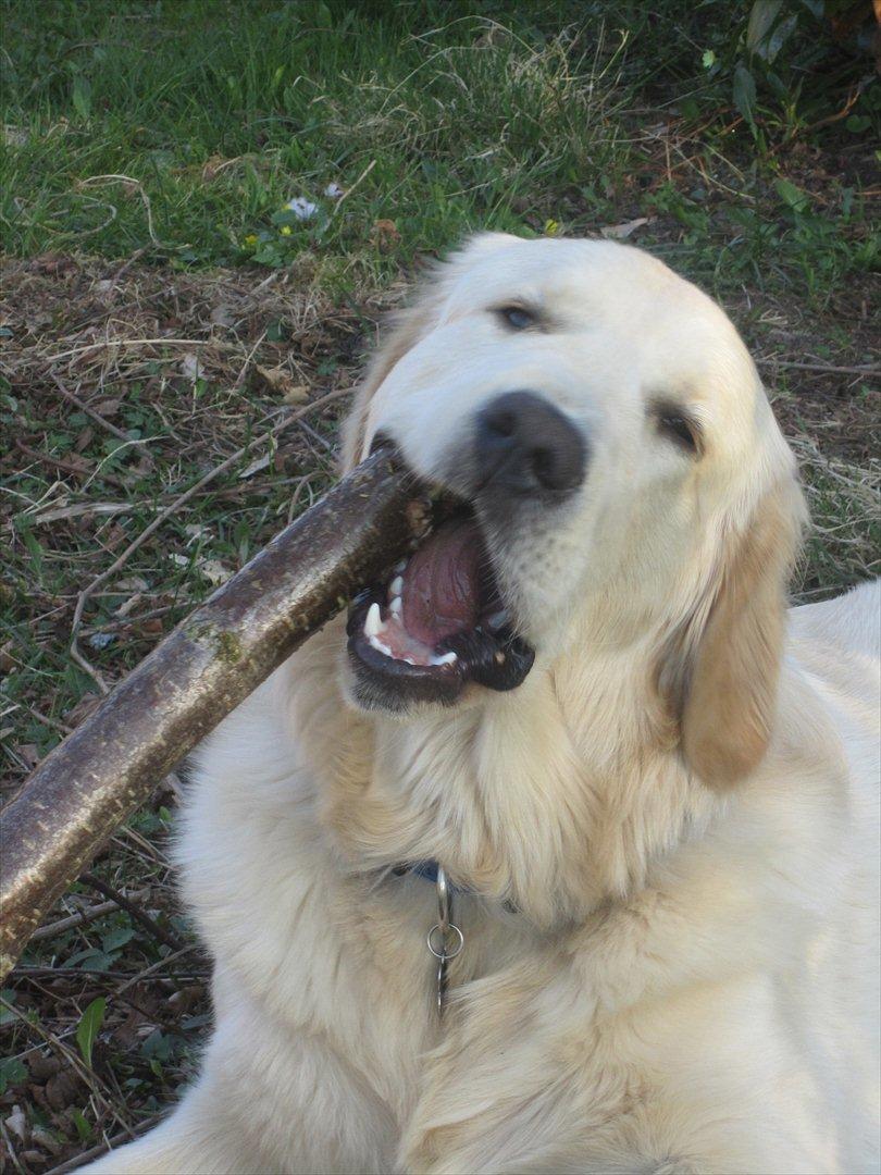 Golden retriever Gizmo billede 13