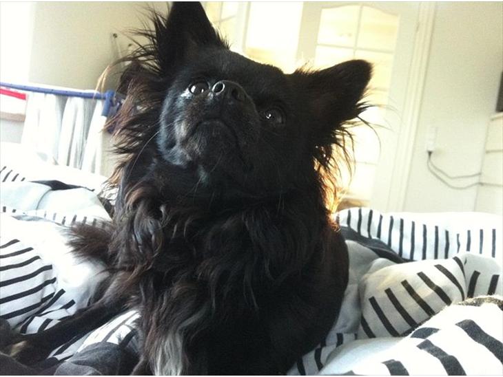 {{currentPhoto.altText}} billede {{currentPhoto.number}}