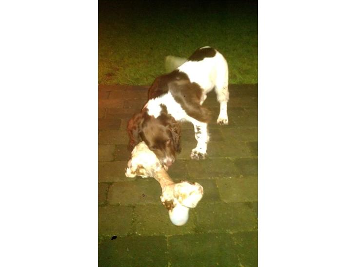 {{currentPhoto.altText}} billede {{currentPhoto.number}}