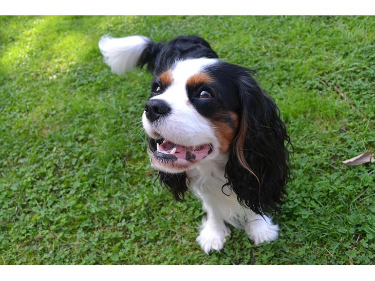 Cavalier king charles spaniel Thyholms Quick Silver billede 1