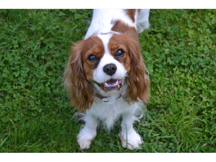 Cavalier king charles spaniel Thyholms Opus One billede 1