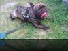 Fransk bulldog Rex
