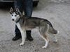 Siberian husky Qomet