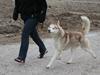 Siberian husky Pocus