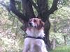 Breton bodil