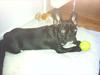 Fransk bulldog Buddy [ Himmelhund]