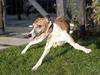 Whippet Airescot Baffinbay Bobbie