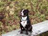 Renascence Bulldogge Velvet & Steel's Somehe Gargoyle  " Trunte "