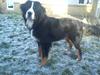 Berner sennenhund Morgan