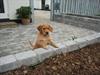 Golden retriever Disney.