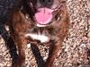 Amerikansk staffordshire terrier - Bessie <3 [ Himmelhund]