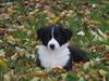 Border collie Mille