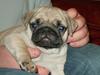 Mops Alf