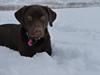 Labrador retriever KASJA * Solgt d.19 - 02 - 2012* [Tidl. hund]