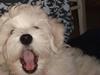 Bichon havanais Buller