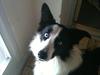 Border collie Mickey