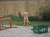 Golden retriever Force of Nature aka. Figo |mit liv|<3