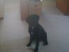 Labrador retriever kikki