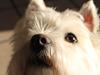 West highland white terrier Sussi West highland white terrier Sussi