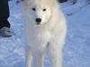Samojedhund Stella