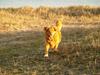 Nova scotia duck tolling retriever Bella [ Himmelhund]