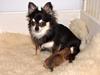Chihuahua Mazi