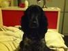 Cocker spaniel tøffe 