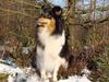 Shetland sheepdog bimmer malou (kida )