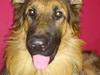 Schæferhund Diesel [ Himmelhund]