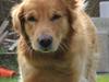 Golden retriever Rocky Golden retriever Rocky