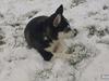 Siberian husky Sov sødt lille Noah <3 R.I.P