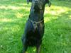 Labrador retriever VIKTOR [Tidl. hund]