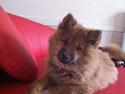 Eurasier Aiya