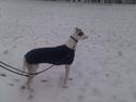 Greyhound Stouke Thunder
