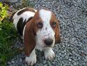 Basset hound <3 Maddy <3 [8/04/12 rejst til Nangijala]
