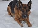 Schæferhund Lex