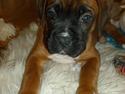 Boxer Oswald