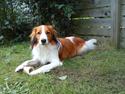 Kooikerhondje Vitovani's Camino D'Belox