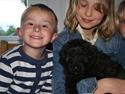Bouvier des flandres Aurikels ulysses (charlie)