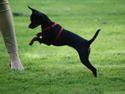 Dvaergpinscher mini mee