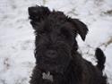Dvaergschnauzer Hansen